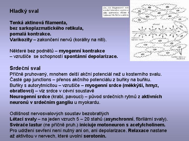 Hladký sval Tenká aktinová filamenta, bez sarkoplazmatického retikula, pomalá kontrakce. Varikozity – zakončení nervů