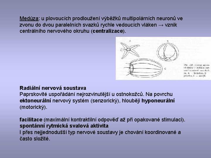 Medúza: u plovoucích prodloužení výběžků multipolárních neuronů ve zvonu do dvou paralelních svazků rychle