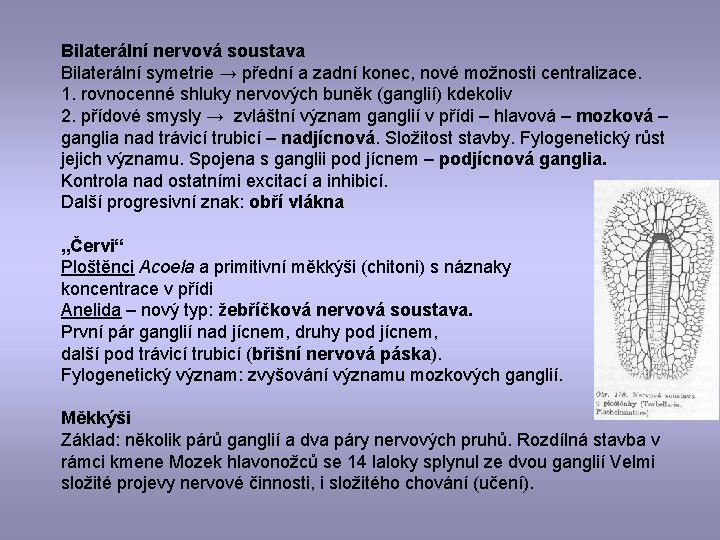 Bilaterální nervová soustava Bilaterální symetrie → přední a zadní konec, nové možnosti centralizace. 1.