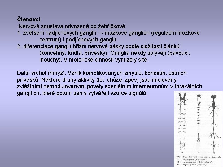 Členovci Nervová soustava odvozená od žebříčkové: 1. zvětšení nadjícnových ganglií → mozkové ganglion (regulační
