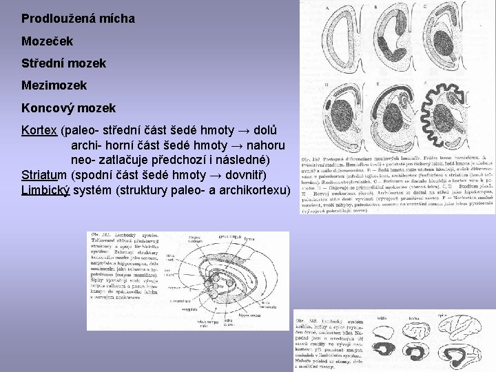 Prodloužená mícha Mozeček Střední mozek Mezimozek Koncový mozek Kortex (paleo- střední část šedé hmoty