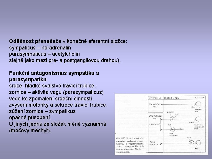 Odlišnost přenašeče v konečné eferentní složce: sympaticus – noradrenalin parasympaticus – acetylcholin stejně jako