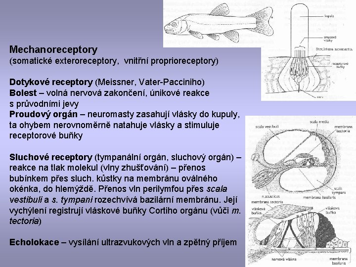 Mechanoreceptory (somatické exteroreceptory, vnitřní proprioreceptory) Dotykové receptory (Meissner, Vater-Pacciniho) Bolest – volná nervová zakončení,