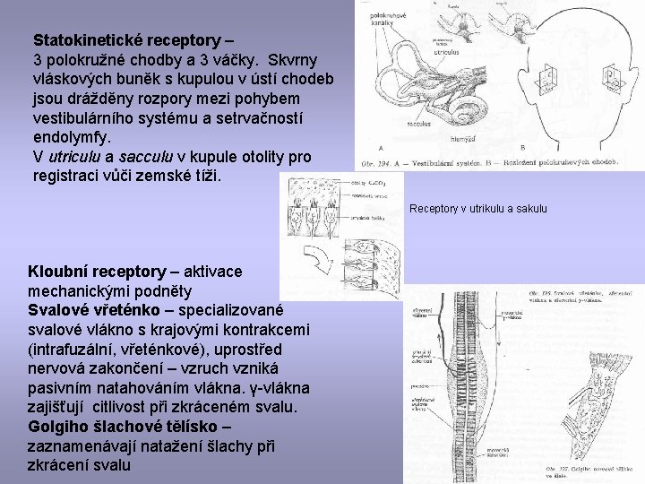 Statokinetické receptory – 3 polokružné chodby a 3 váčky. Skvrny vláskových buněk s kupulou
