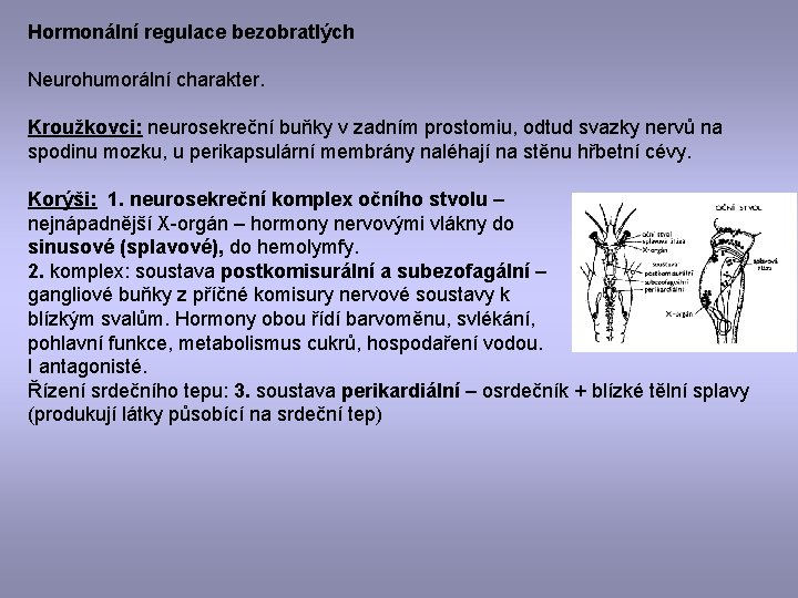 Hormonální regulace bezobratlých Neurohumorální charakter. Kroužkovci: neurosekreční buňky v zadním prostomiu, odtud svazky nervů