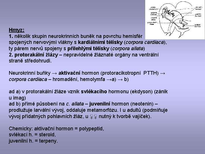 Hmyz: 1. několik skupin neurokrinních buněk na povrchu hemisfér spojených nervovými vlákny s kardiálními