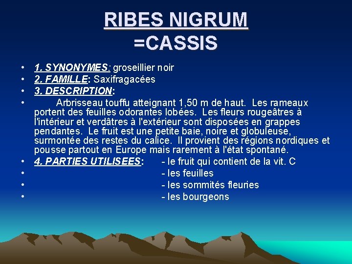 RIBES NIGRUM =CASSIS • 1. SYNONYMES: groseillier noir • 2. FAMILLE: Saxifragacées • 3.