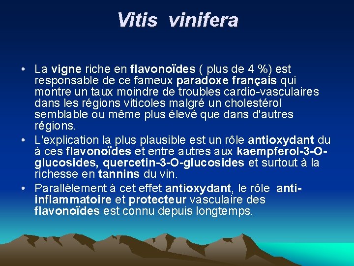 Vitis vinifera • La vigne riche en flavonoïdes ( plus de 4 %) est
