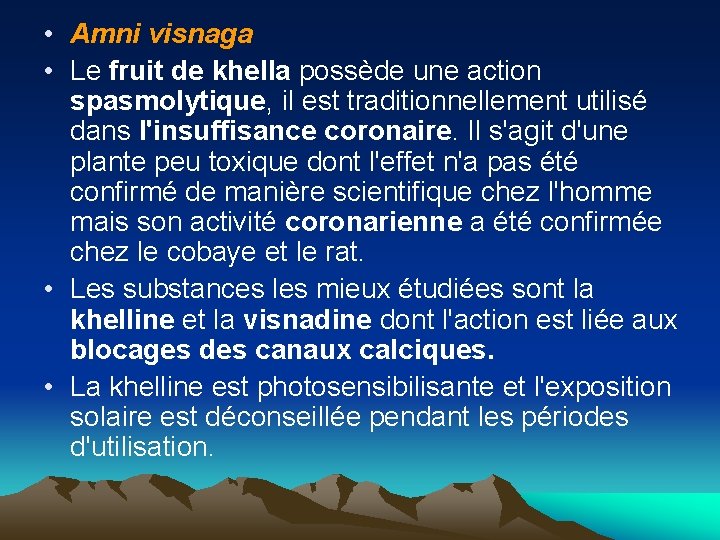  • Amni visnaga • Le fruit de khella possède une action spasmolytique, il