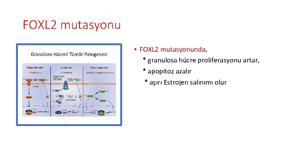 FOXL 2 mutasyonu • FOXL 2 mutasyonunda, * granulosa hücre proliferasyonu artar, * apopitoz