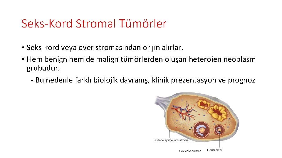 Seks-Kord Stromal Tümörler • Seks-kord veya over stromasından orijin alırlar. • Hem benign hem