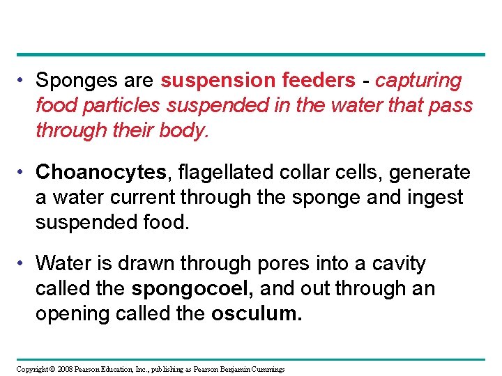 Chapter 33 Invertebrates Power Point Lecture Presentations for
