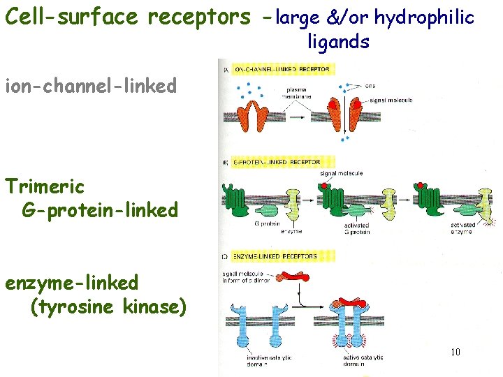 Cell-surface receptors -large &/or hydrophilic ligands ion-channel-linked Trimeric G-protein-linked enzyme-linked (tyrosine kinase) 10 