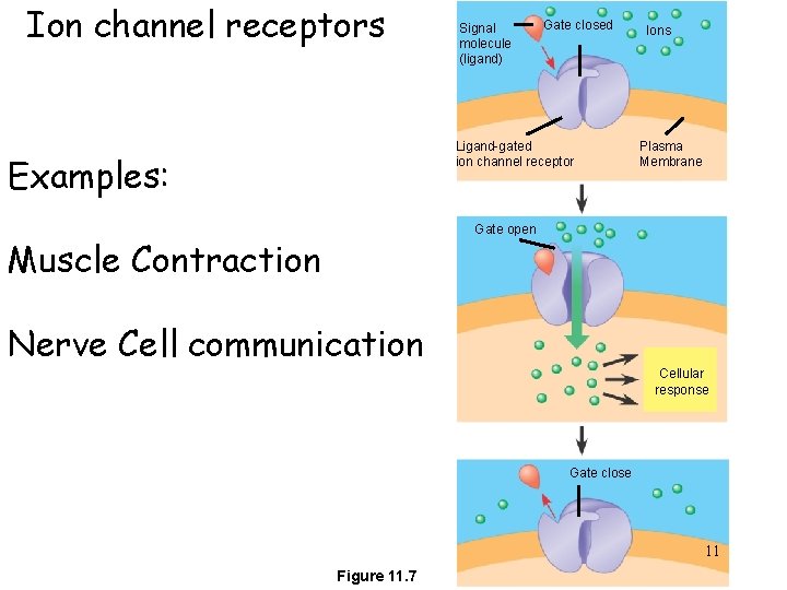 Ion channel receptors Signal molecule (ligand) Gate closed Ligand-gated ion channel receptor Examples: Ions
