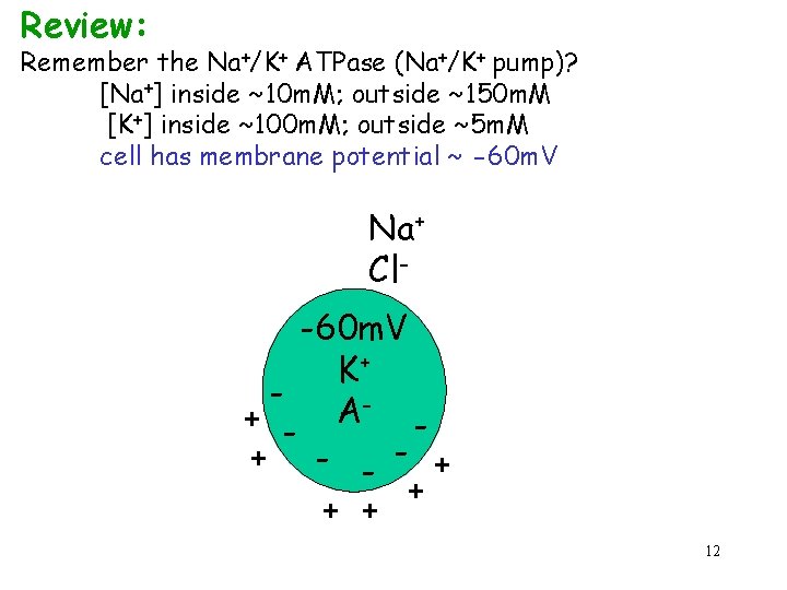Review: Remember the Na+/K+ ATPase (Na+/K+ pump)? [Na+] inside ~10 m. M; outside ~150