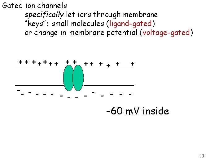 Gated ion channels specifically let ions through membrane “keys”: small molecules (ligand-gated) or change