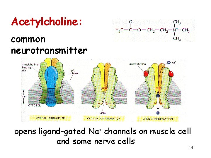 Acetylcholine: common neurotransmitter opens ligand-gated Na+ channels on muscle cell and some nerve cells