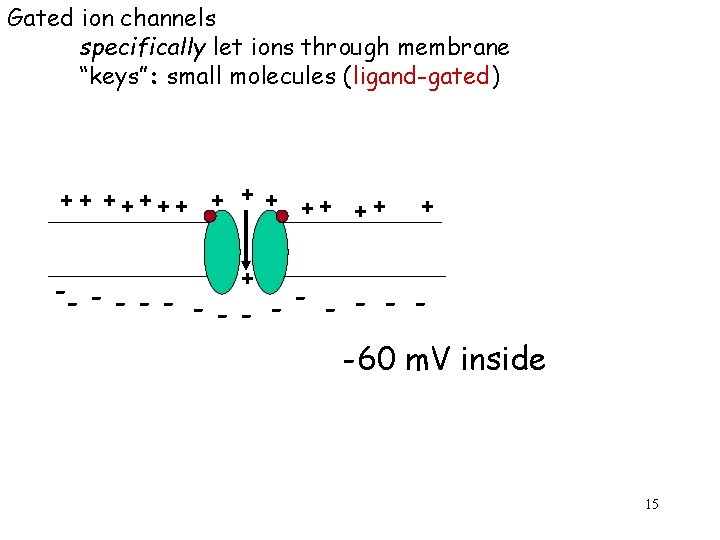 Gated ion channels specifically let ions through membrane “keys”: small molecules (ligand-gated) + +