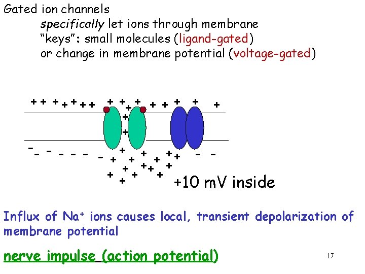 Gated ion channels specifically let ions through membrane “keys”: small molecules (ligand-gated) or change