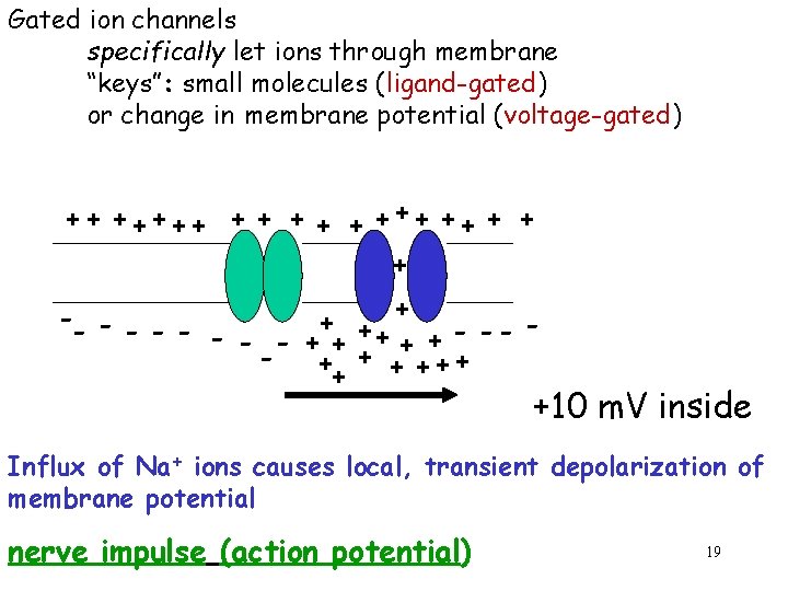 Gated ion channels specifically let ions through membrane “keys”: small molecules (ligand-gated) or change