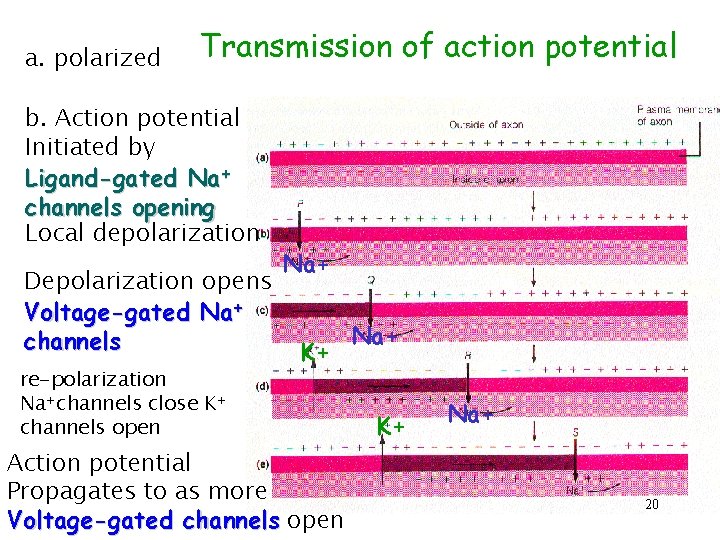 a. polarized Transmission of action potential b. Action potential Initiated by Ligand-gated Na+ channels