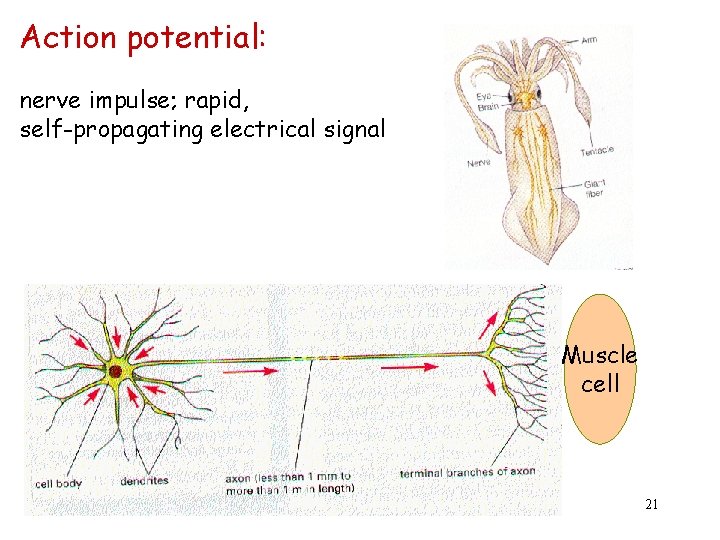 Action potential: nerve impulse; rapid, self-propagating electrical signal Muscle cell 21 