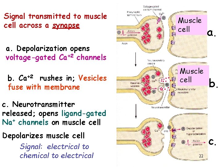 Signal transmitted to muscle cell across a synapse Muscle cell a. Depolarization opens voltage-gated