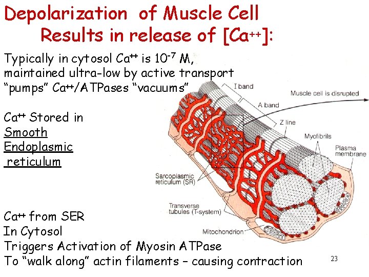 Depolarization of Muscle Cell Results in release of [Ca++]: Typically in cytosol Ca++ is