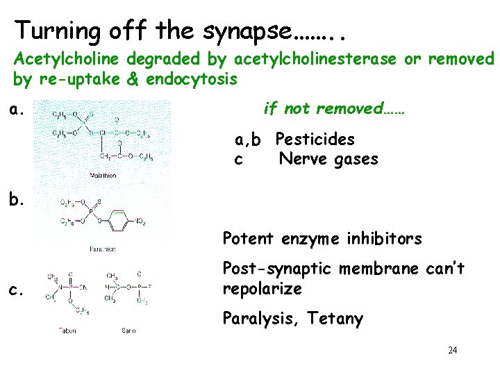 Turning off the synapse……. . Acetylcholine degraded by acetylcholinesterase or removed by re-uptake &