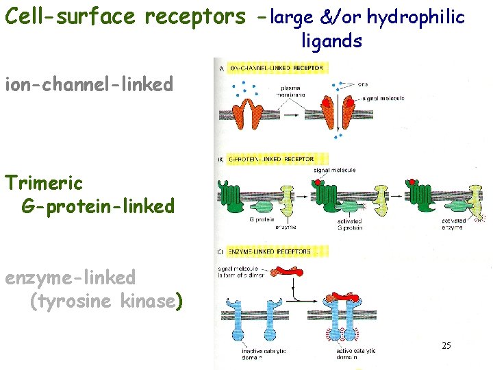 Cell-surface receptors -large &/or hydrophilic ligands ion-channel-linked Trimeric G-protein-linked enzyme-linked (tyrosine kinase) 25 