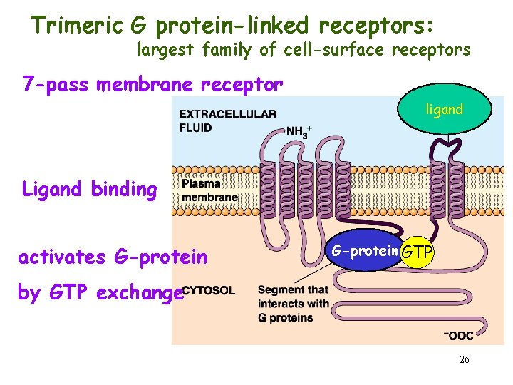 Trimeric G protein-linked receptors: largest family of cell-surface receptors 7 -pass membrane receptor ligand