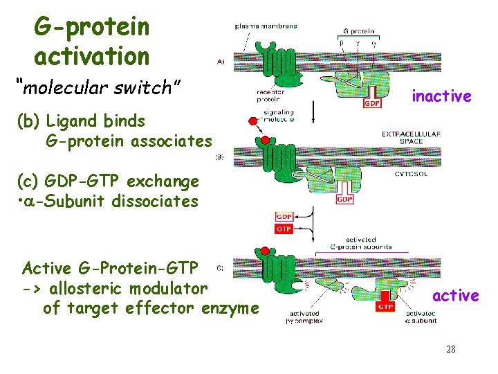 G-protein activation “molecular switch” inactive (b) Ligand binds G-protein associates (c) GDP-GTP exchange •