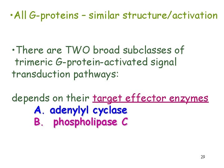  • All G-proteins – similar structure/activation • There are TWO broad subclasses of