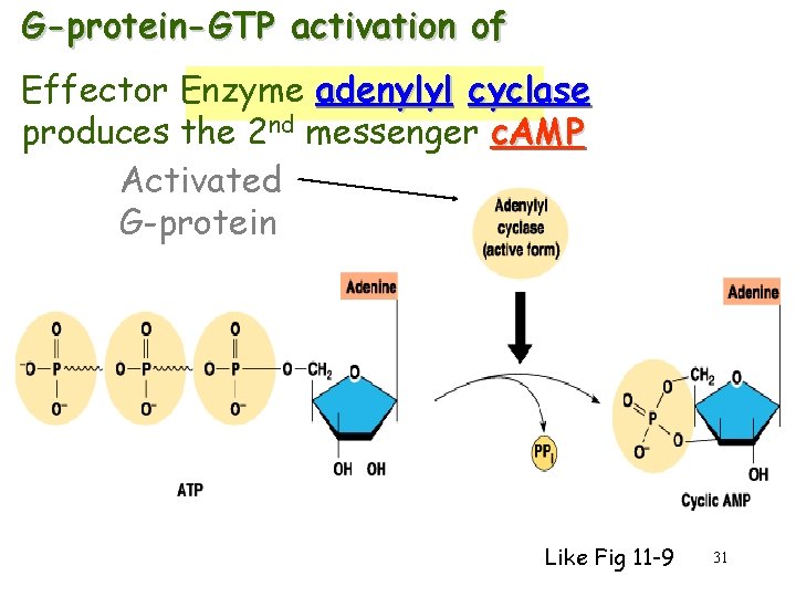 G-protein-GTP activation of Effector Enzyme adenylyl cyclase produces the 2 nd messenger c. AMP