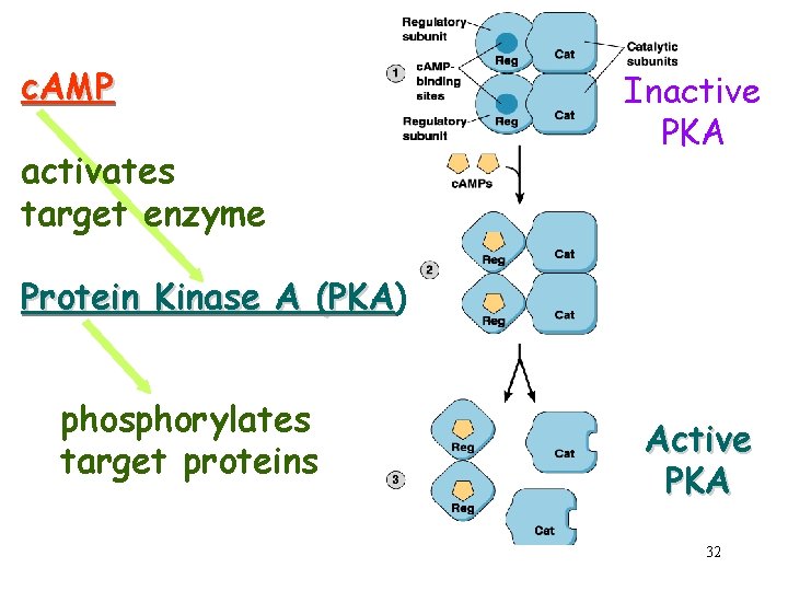 c. AMP activates target enzyme Inactive PKA Protein Kinase A (PKA) (PKA phosphorylates target