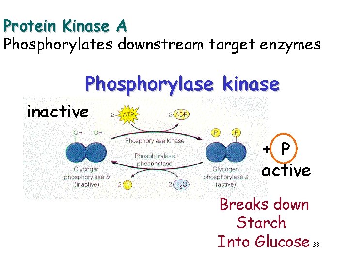 Protein Kinase A Phosphorylates downstream target enzymes Phosphorylase kinase inactive + P active Breaks