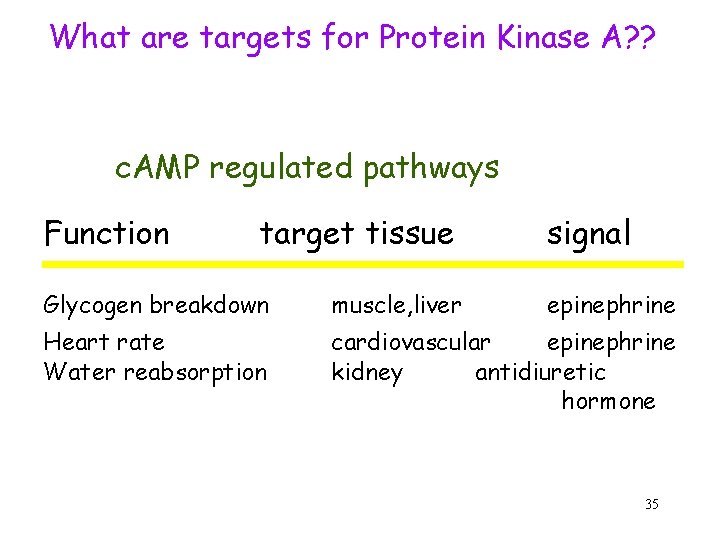 What are targets for Protein Kinase A? ? c. AMP regulated pathways Function target