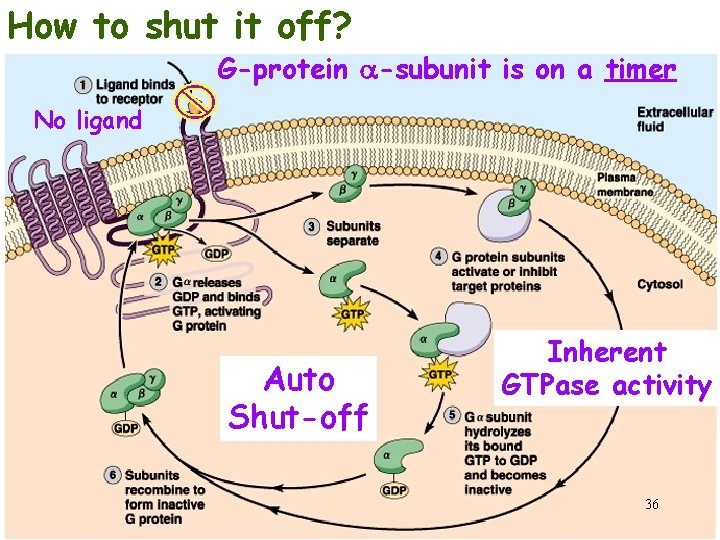 How to shut it off? G-protein -subunit is on a timer No ligand Auto