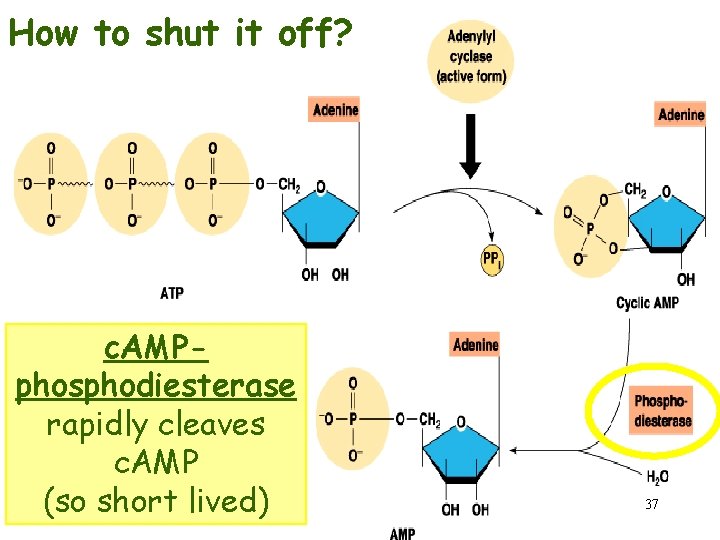 How to shut it off? c. AMPphosphodiesterase rapidly cleaves c. AMP (so short lived)