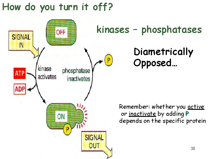 How do you turn it off? kinases – phosphatases Diametrically Opposed… Remember: whether you