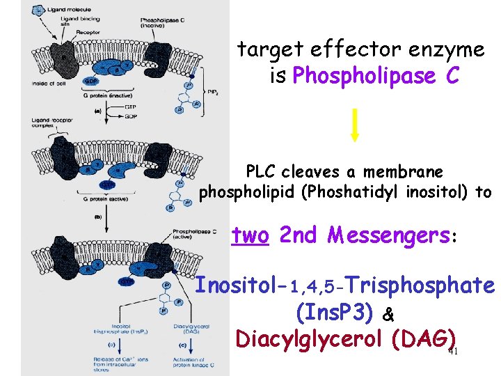 target effector enzyme is Phospholipase C PLC cleaves a membrane phospholipid (Phoshatidyl inositol) to