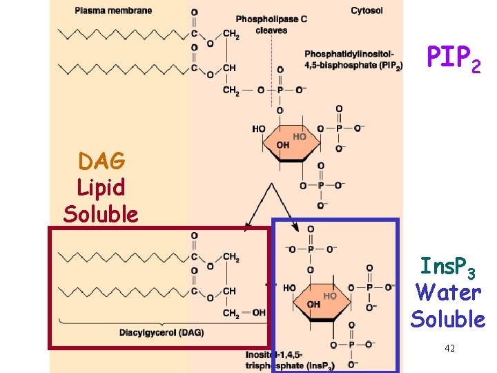 PIP 2 DAG Lipid Soluble Ins. P 3 Water Soluble 42 