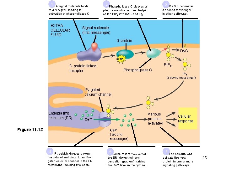 1 A signal molecule binds to a receptor, leading to activation of phospholipase C.