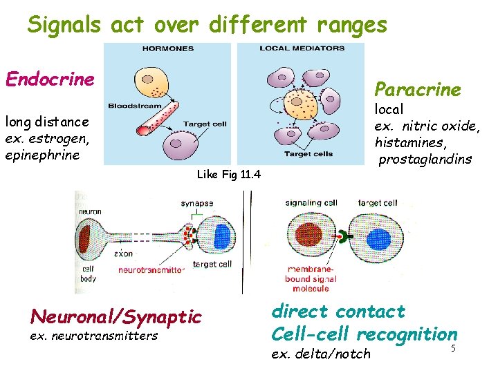 Signals act over different ranges Endocrine Paracrine local ex. nitric oxide, histamines, prostaglandins long