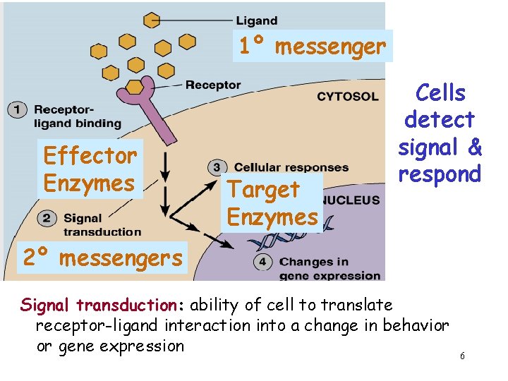 1º messenger Effector Enzymes Target Enzymes Cells detect signal & respond 2º messengers Signal