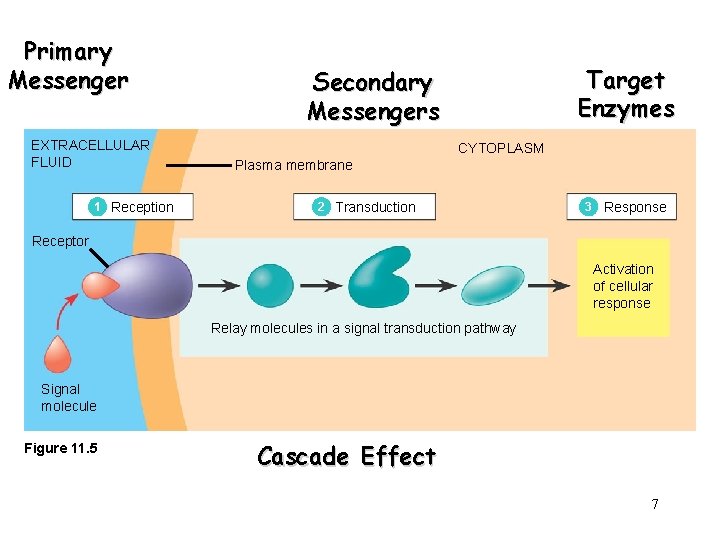 Primary Messenger EXTRACELLULAR FLUID 1 Reception Target Enzymes Secondary Messengers CYTOPLASM Plasma membrane 2