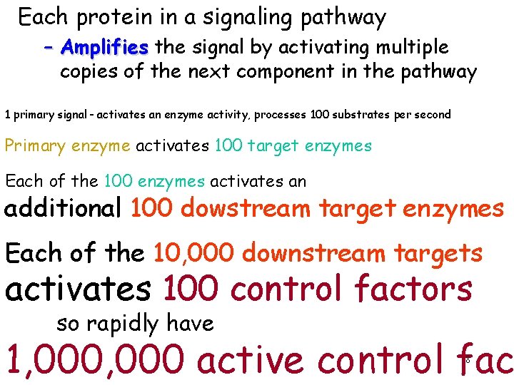 Each protein in a signaling pathway – Amplifies the signal by activating multiple copies