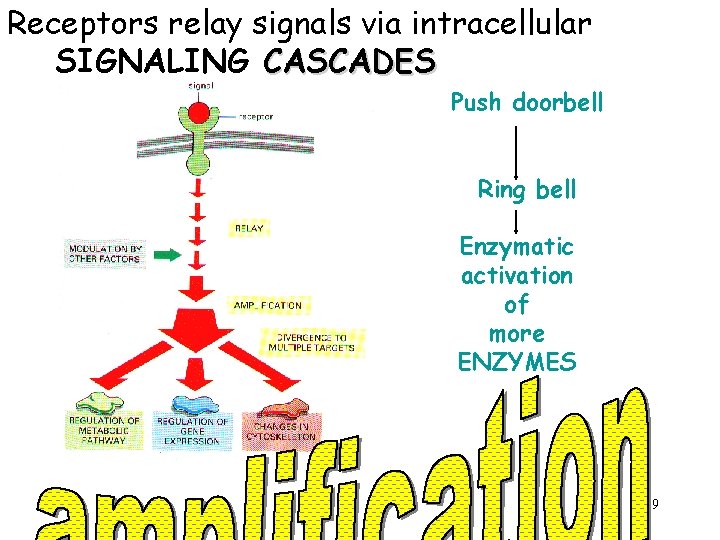 Receptors relay signals via intracellular SIGNALING CASCADES Push doorbell Ring bell Enzymatic activation of
