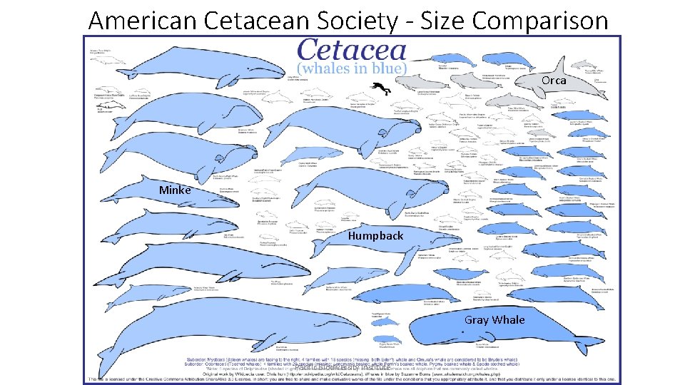 American Cetacean Society - Size Comparison Orca Minke Humpback Gray Whale Pacific Biodiversity Institute