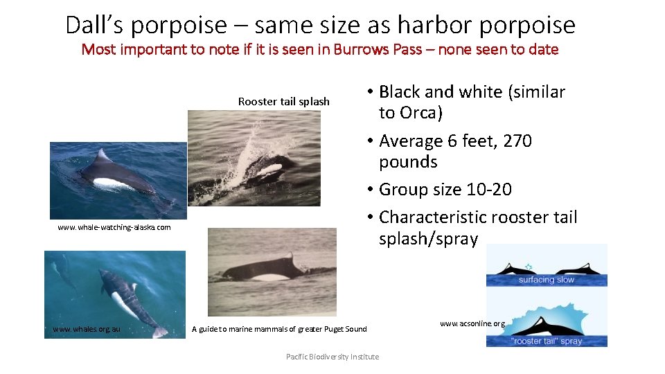 Dall’s porpoise – same size as harbor porpoise Most important to note if it